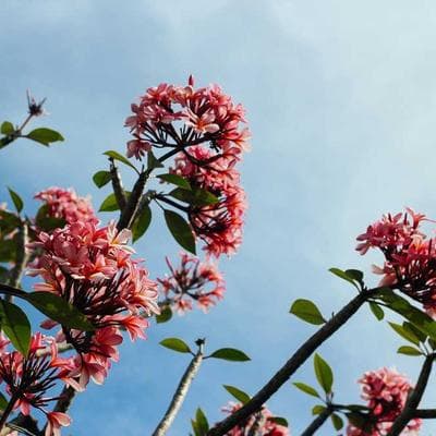 Skin Texture Improvement